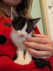 Shelter Stray Male Cat last seen Near Embry Circle, Atlanta 30341, 30341, GA, Atlanta, GA 30341