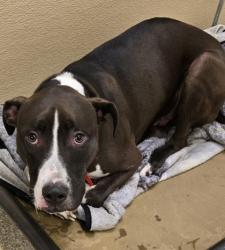 Shelter Stray Male Dog last seen Fairfield Township, OH 45011, Hamilton, OH 45011