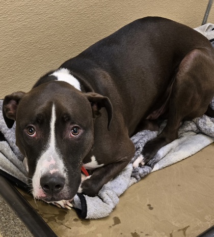 Shelter Stray Male Dog last seen Fairfield Township, OH 45011, Hamilton, OH 45011
