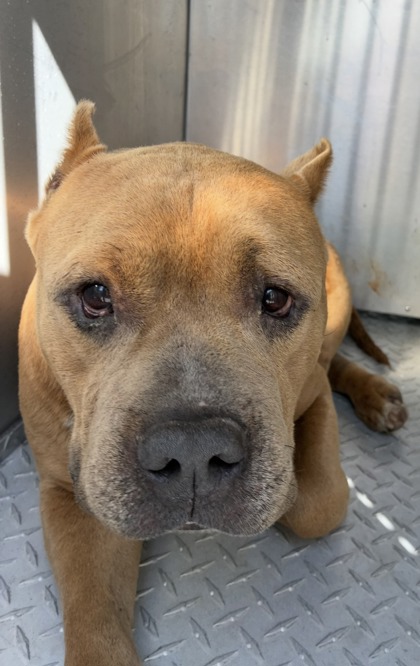 Shelter Stray Male Dog last seen Citrus Springs, FL 34434, Inverness, FL 34450