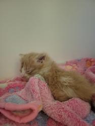 Shelter Stray Female Cat last seen Noblesville, IN 46060, Fishers, IN 46038