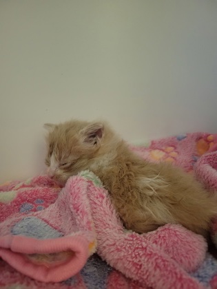 Shelter Stray Female Cat last seen Noblesville, IN 46060, Fishers, IN 46038