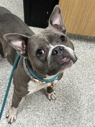 Shelter Stray Female Dog last seen Near W. Baltimore St., 21223, MD, Baltimore, MD 21230