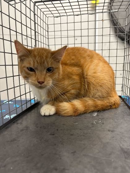 Shelter Stray Male Cat last seen Sevierville, TN 37876, Sevierville, TN 37862