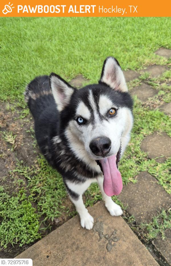 Found/Stray Unknown Dog last seen Becker Rd., Hockley, TX 77447
