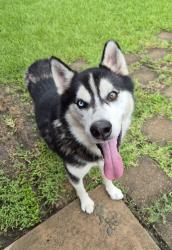 Found/Stray Unknown Dog last seen Becker Rd., Hockley, TX 77447
