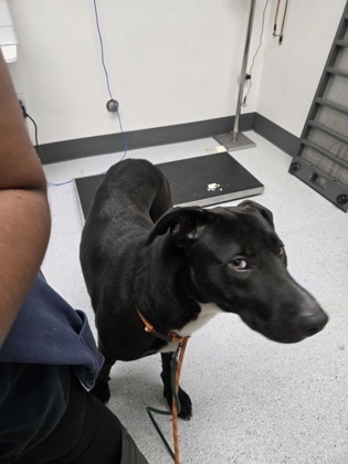 Shelter Stray Male Dog last seen Oakland, CA 94601, Oakland, CA 94601