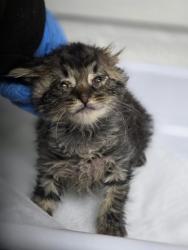 Shelter Stray Male Cat last seen Near 60th Ave, Oakland, CA, 1101 29th Ave, Oakland, CA 94601, USA