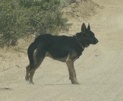 Reunited Male Dog last seen Tussing Ranch Rd. near Central Ave. , Apple Valley, CA 92308