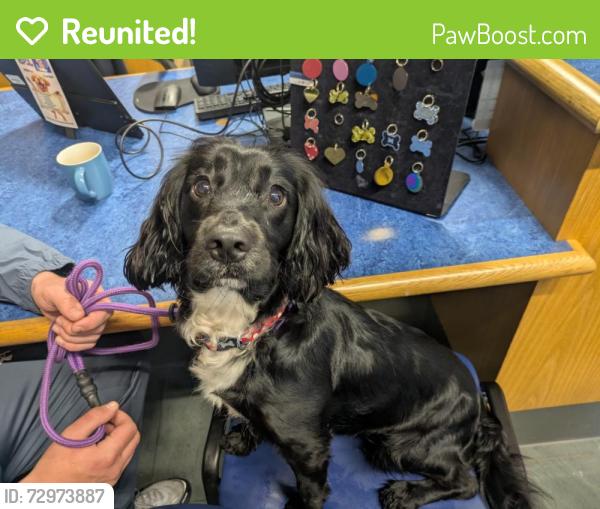 Reunited Female Dog last seen City centre/china town/digbeth, City Centre, England 