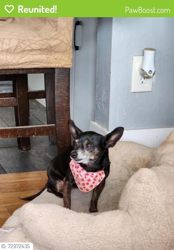 Reunited Female Dog last seen 45th and Market street , San Diego, CA 92102