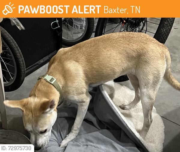 Found/Stray Female Dog last seen Cow Palace Dr by the old high school , Baxter, TN 38544