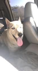 Lost Male Dog last seen Nisbet and 22nd st, Phoenix, AZ 85022