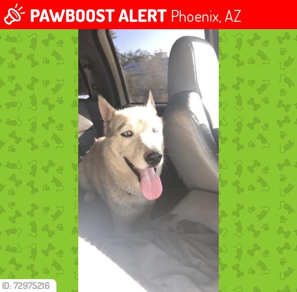Lost Male Dog last seen Nisbet and 22nd st, Phoenix, AZ 85022