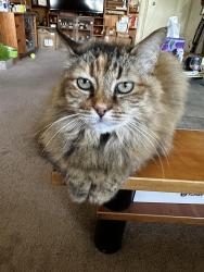 Lost Female Cat last seen Santa Monica Bl & North Fuller Avenue , West Hollywood, CA 90046