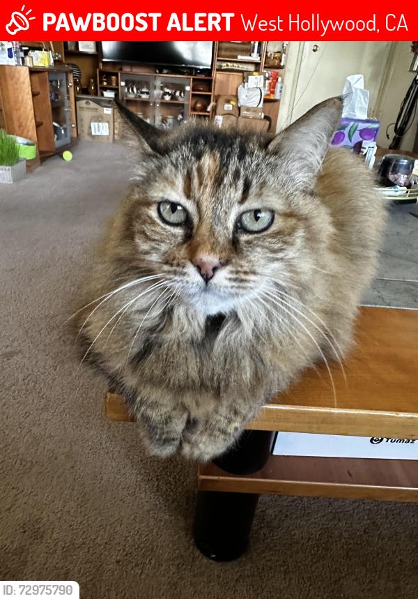 Lost Female Cat last seen Santa Monica Bl & North Fuller Avenue , West Hollywood, CA 90046