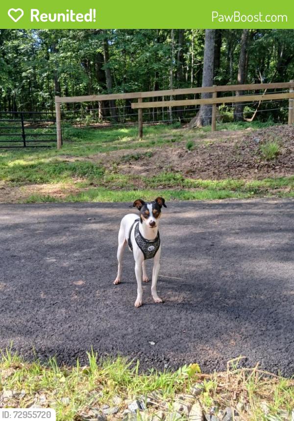 Reunited Male Dog last seen cogburn road at whitmire road , Forsyth County, GA 30107
