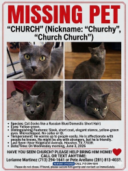 Lost Male Cat last seen Ridgeland Avenue and pastel Lane, Houston, TX 77039