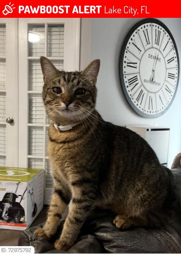 Lost Female Cat last seen Hwy 242 , Lake City, FL 32024