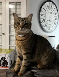Lost Female Cat last seen Hwy 242 , Lake City, FL 32024