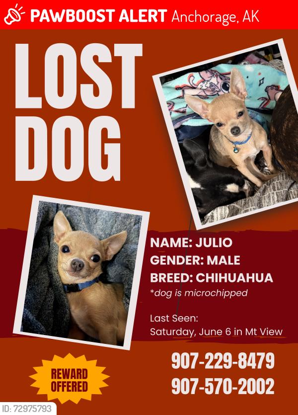 Lost Male Dog last seen Irwin St and Thompson St, Anchorage, AK 99508