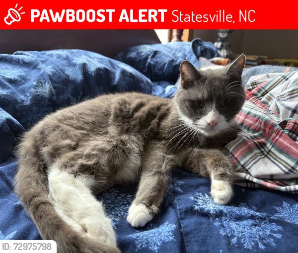 Lost Male Cat last seen Heritage Circle - Eastbrook neighborhood, Statesville, NC 28625