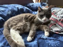 Lost Male Cat last seen Heritage Circle - Eastbrook neighborhood, Statesville, NC 28625