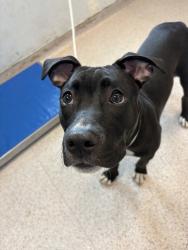Shelter Stray Female Dog last seen Near Manhattan Avenue, BROOKLYN, NY, 11222, 326 E 110th St, New York, NY 10029, USA