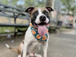 Shelter Stray Male Dog last seen Near Morris Park Avenue, BRONX, NY, 10460, New York, NY 10029