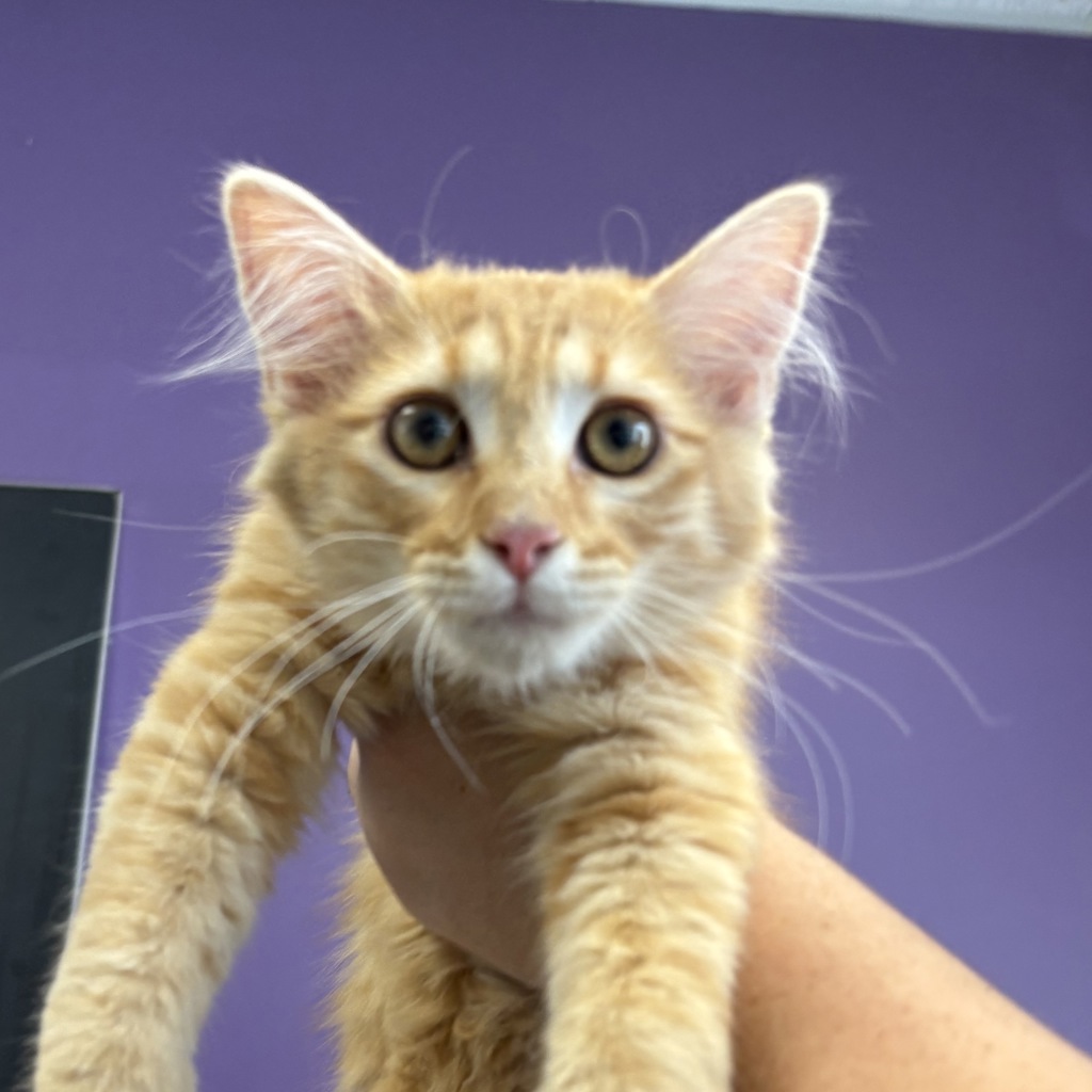 Shelter Stray Male Cat last seen Near S Birch Drive, Holladay, UT, 84117, 511 W 3900 S, Salt Lake City, UT 84123, USA