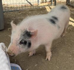 Shelter Stray Male Other last seen Near Terol Court, San Diego, CA, 92114, 5500 Gaines St, San Diego, CA 92110, USA