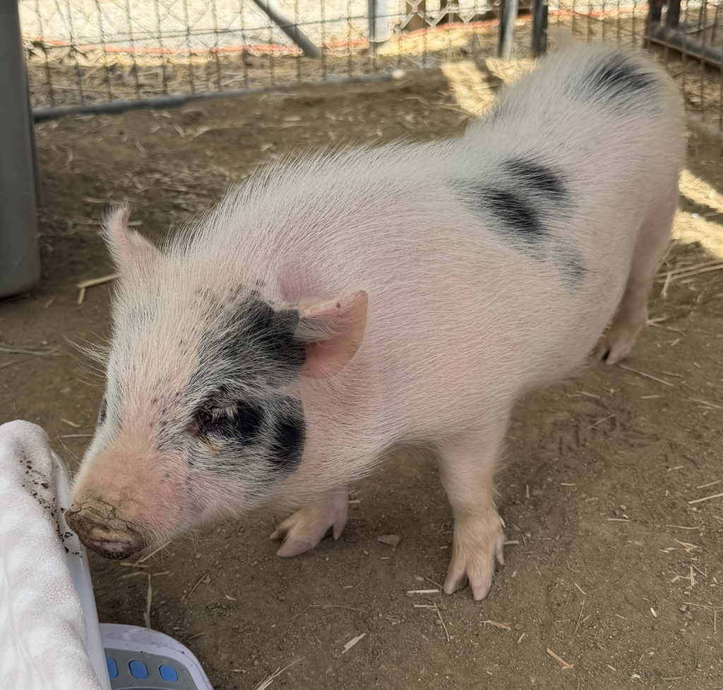 Shelter Stray Male Other last seen Near Terol Court, San Diego, CA, 92114, 5500 Gaines St, San Diego, CA 92110, USA