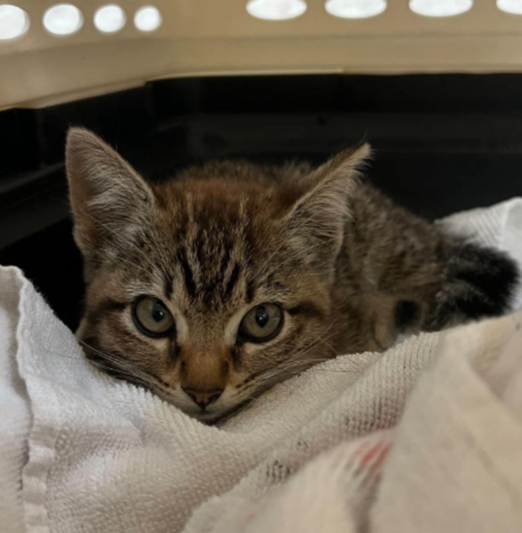 Shelter Stray Female Cat last seen Near E Street, San Diego, CA, 92102, San Diego, CA 92110