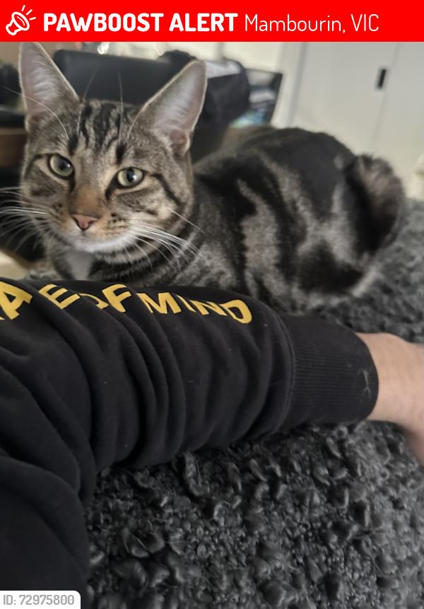 Lost Male Cat last seen Mambourin shopping centre, Mambourin, VIC 3024