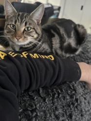 Lost Male Cat last seen Mambourin shopping centre, Mambourin, VIC 3024
