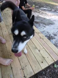 Reunited Male Dog last seen Crowfield Blvd , Goose Creek, SC 29445