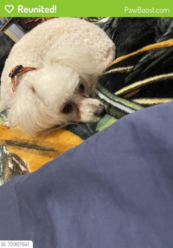Reunited Female Dog last seen Sugar and railroad, Nampa, ID 83687