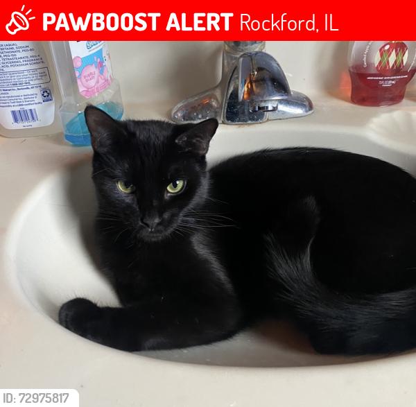 Lost Female Cat last seen 9th St & Roosevelt St, Rockford, IL 61109