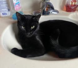 Lost Female Cat last seen 9th St & Roosevelt St, Rockford, IL 61109