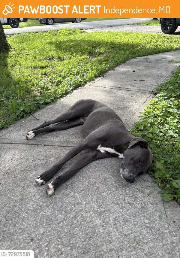 Found/Stray Female Dog last seen N huttig ave , Independence, MO 64053