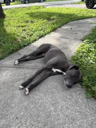 Found/Stray Female Dog last seen N huttig ave , Independence, MO 64053