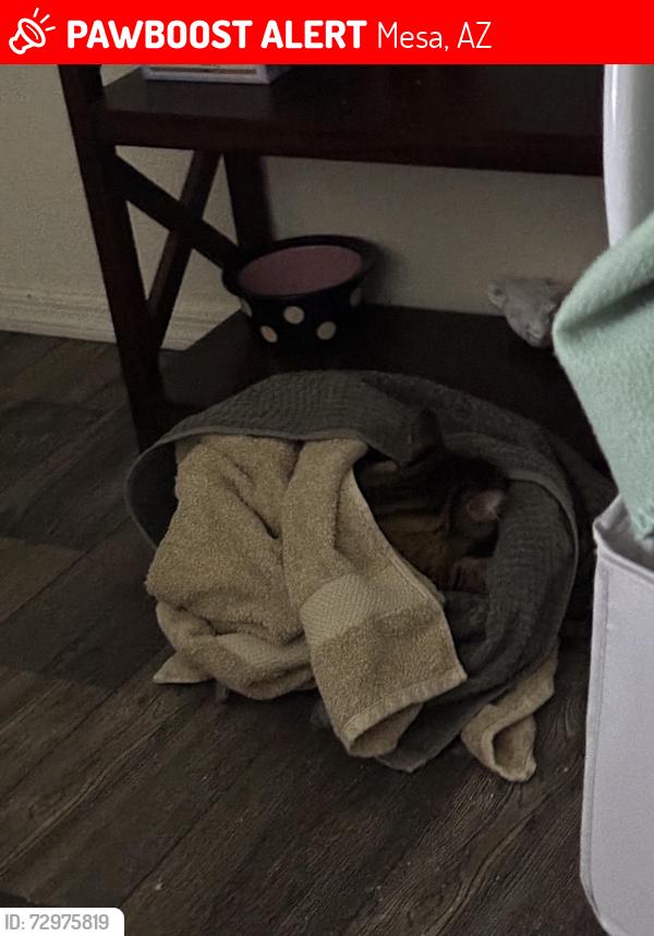 Lost Male Cat last seen Sossoman , Mesa, AZ 85209