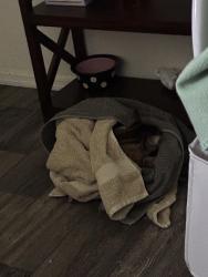 Lost Male Cat last seen Sossoman , Mesa, AZ 85209