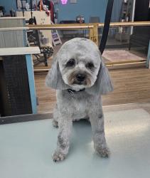 Reunited Female Dog last seen Wellwood St, Corpus Christi, TX 78410, USA, Corpus Christi, TX 78410