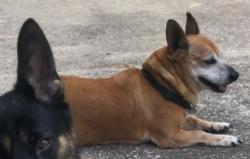 Reunited Male Dog last seen Yard, Mount Dora, FL 32757