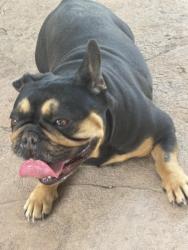 Reunited Female Dog last seen Tahoe Circle and Monument Drive, Tracy, CA 95376