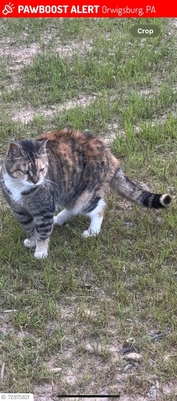 Lost Female Cat last seen Coal Mountain and Pheasant Run Rd, Orwigsburg, PA 17961