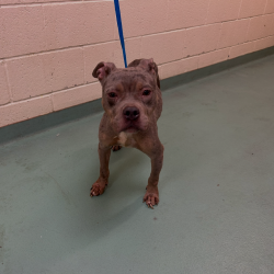 Shelter Stray Unknown Dog last seen , Memphis, TN 38133