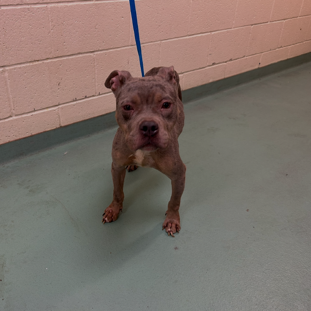 Shelter Stray Unknown Dog last seen , 2350 Appling City Cove, Memphis, TN 38133, USA