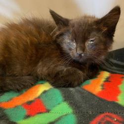 Shelter Stray Male Cat last seen , 2350 Appling City Cove, Memphis, TN 38133, USA